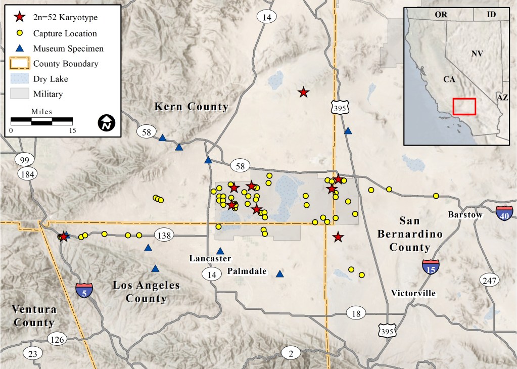 Perognathus inornatus capture locations, locations from which specimens were collected for cytogenetic analysis, and museum specimens from the Mojave Desert, California, USA.