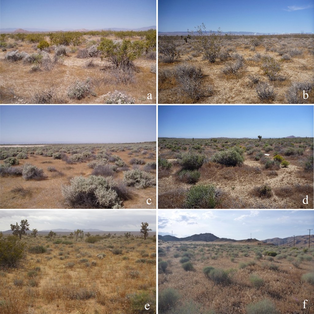 Habitats occupied by Perognathus inornatus in the Mojave Desert. a - Creosote bush scrub, 5.5 miles ENE Rosamond, Kern County. b - Creosote bush scrub, 4.3 miles WNW Willow Springs, Kern County. c - Spinescale scrub, 4.1 miles SSE Edwards, Kern County. d - Allscale scrub, 4.5 miles NNE Rosamond, Kern County. e - Joshua tree woodland, 6.3 miles SSW Kramer Junction, San Bernardino County. f - Rubber rabbitbrush scrub, 3.5 miles SE Gorman, Los Angeles County.