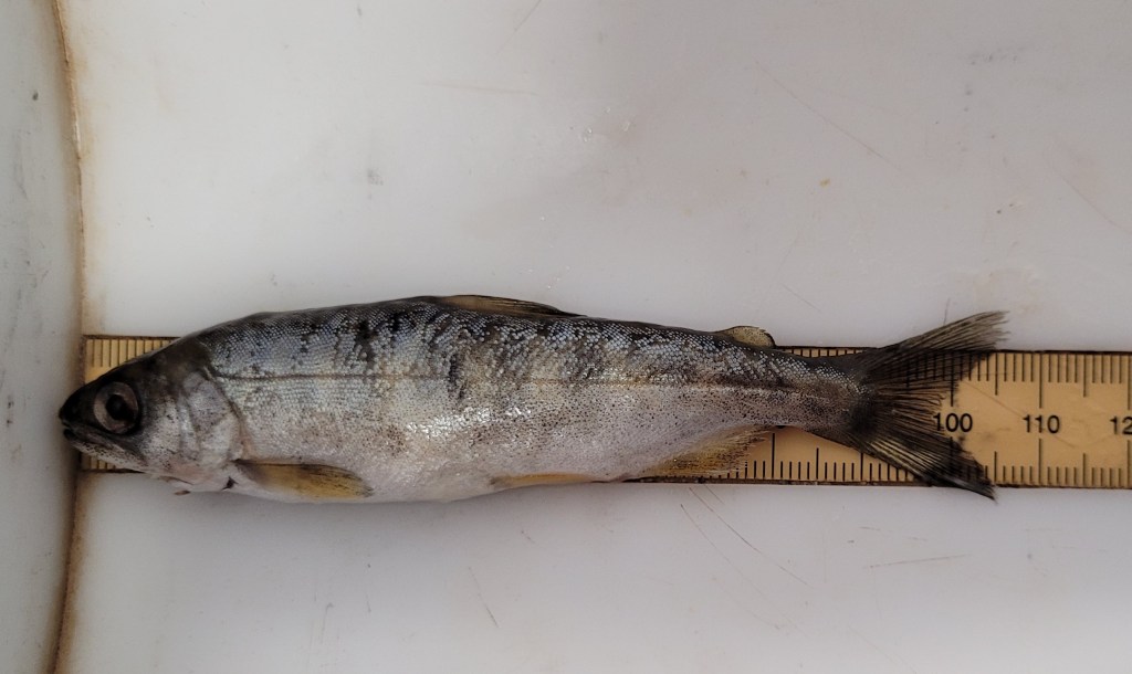 Photograph of a silver and black fish on a measuring board. The board shows length in millimeters. The snout of the fish is at 0mm. The center of the fork of the tail is at 100mm and the tip of tail fork is at 105mm.