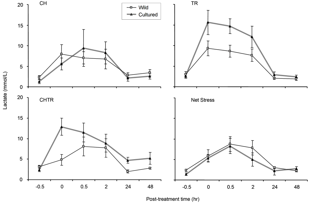 Four graphs. X axis in all graphs is post-treatment time ranging from -0.5 to 48 hours. Y axis in all graphs is Lactate levels ranging from 0 to 20 mmol/L. Mean lactate levels in cultured Delta Smelt  post-treatment in the CH, TR and CHTR experiments was higher at nearly every hour interval than mean lactate levels in wild Delta Smelt. Mean lactate levels in wild Delta Smelt  post-treatment in the NS experiment was higher at all hour intervals except the 48 hour interval than mean lactate levels in cultured Delta Smelt. 
