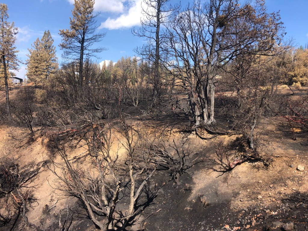 A color photograph of a hillside showing burned trees, brush, and earth.