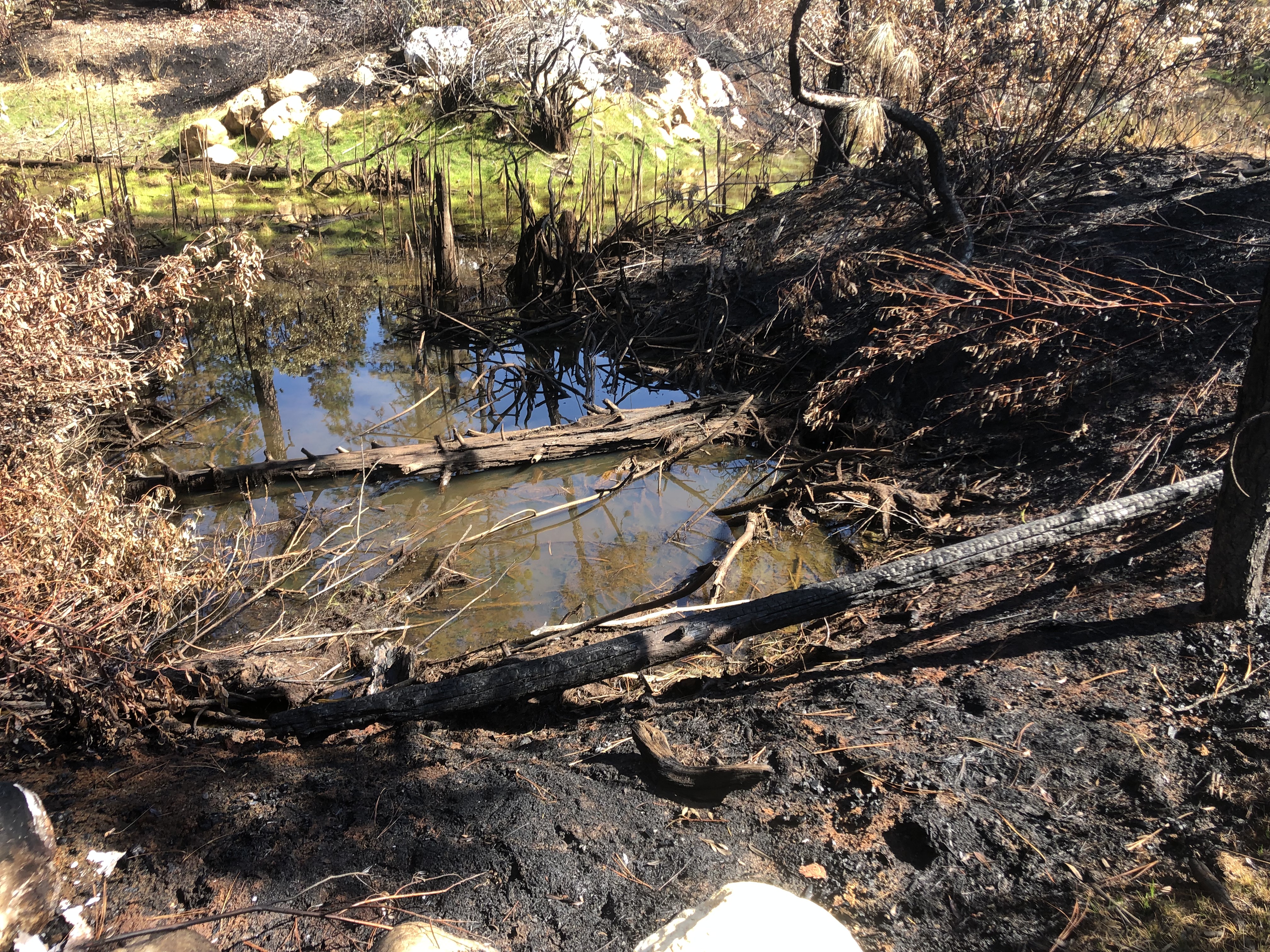 Post-fire survival of the threatened California red-legged frog in
