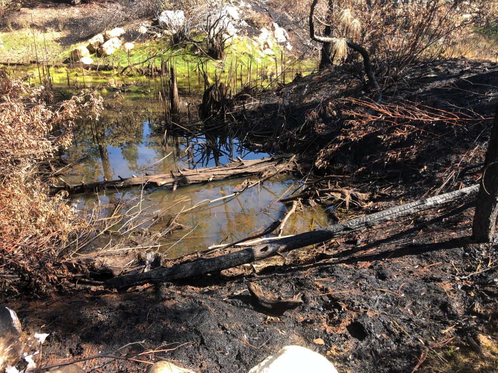 A phonograph of a pond. The area around the pond is burnt, and several trees have fallen into the pond.