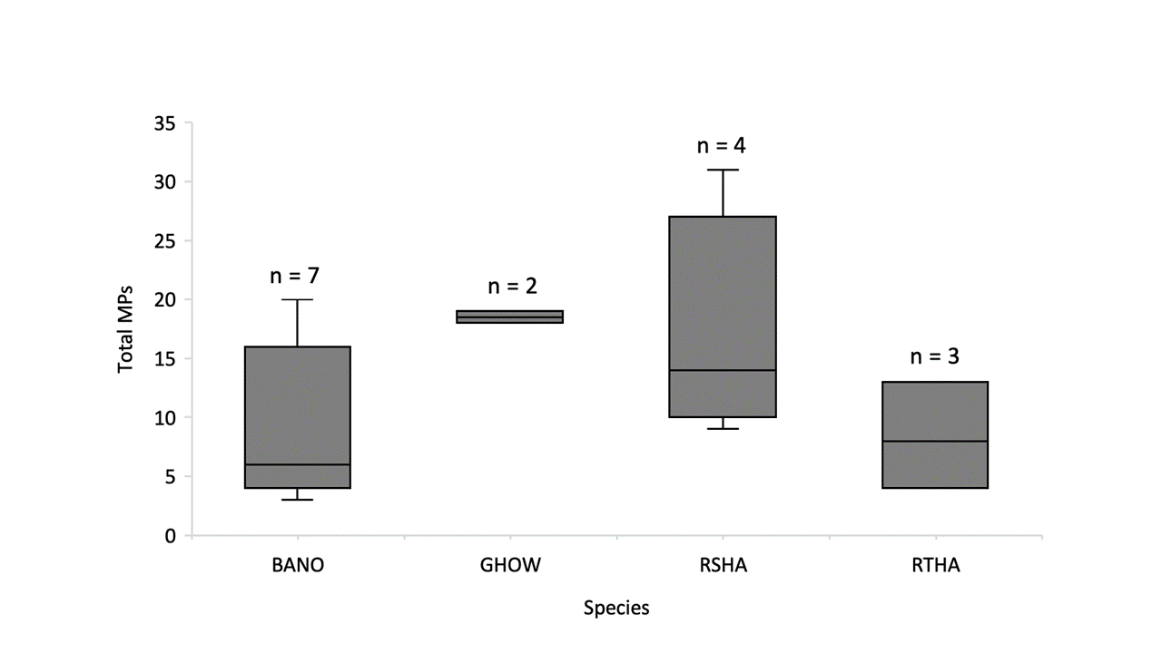 Figure 2. Boxplot indicating the number of microplastics (MPs) per individual bird (error bars represent total range), and sample size per species. BANO = barn owl, GHOW = great horned owl, RSHA = red-shouldered hawk, RTHA = red-tailed hawk