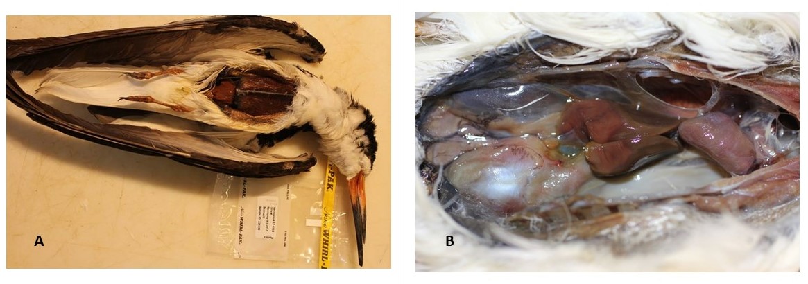 Left photo of a dead adult, black skimmer, a mostly white seabird, with black on top of head and orange beak that is severely emaciated. Right photo is a close-up of organs from a black skimmer to show how pale they are after the oil spill.