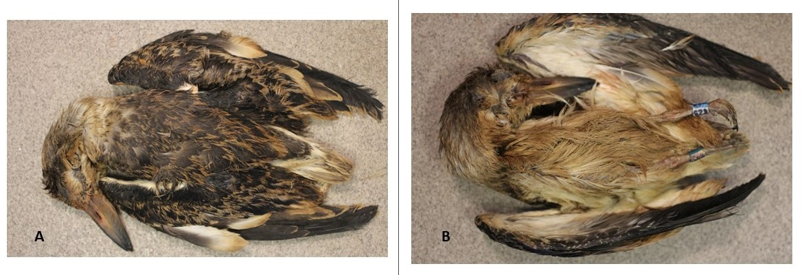 Both photos of a black skimmer that has been fouled by an unknown synthetic substance (left photo is dorsal side and right photo is ventral side). The photos show a mostly mottled brown bird in start contrast to the previous photo (no black cap, white feathers or bright orange beak are visible on this bird; everything is dull brown).