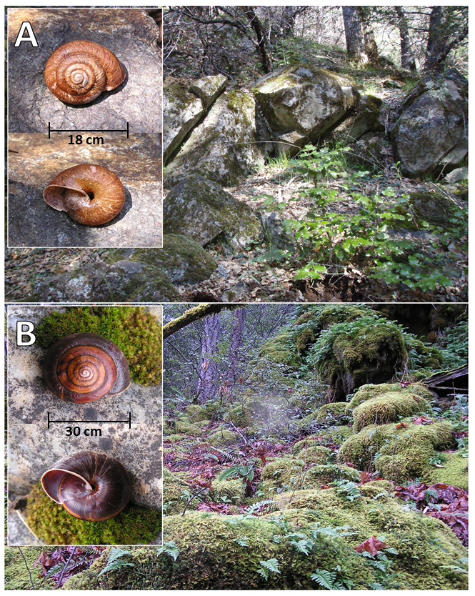 A) Primary external characteristics and examples of typical microhabitat found for each species. In M. setosa adult shells are large sized (25.2–35.0 mm in diameter) with a low spire and cone of ~6.5 whorls. The coloration and pattern of banding is generally uniformly dark chestnut brown. Periphery of shell with a dark brown band (~2 mm wide) below which is a band ranging from ochre to umber (~2 mm in width). Periostracum covering bears distinct short translucent bristles on both ventral and dorsal surfaces. Density of bristles covering dorsal surface of shell varies from dense to sparse. B) In M. churchi adult shells are medium sized (17.8–23.5 mm in diameter). The spire is a somewhat low even cone with 5.25 whorls that are evenly rounded. The coloration and pattern of banding is generally uniformly pale brown. The periphery of shell with a darker brown band than rest of shell that is bounded above and below by light cream-colored bands. At some locations (e.g., around Shasta Lake) the shell may be considerably darker brown. Thin periostracum skin is devoid of distinct bristles on both the dorsal and ventral sides. Size and thickness of the shell, and presence of distinct bristles in adults immediately separates M. setosa from M. churchi.
