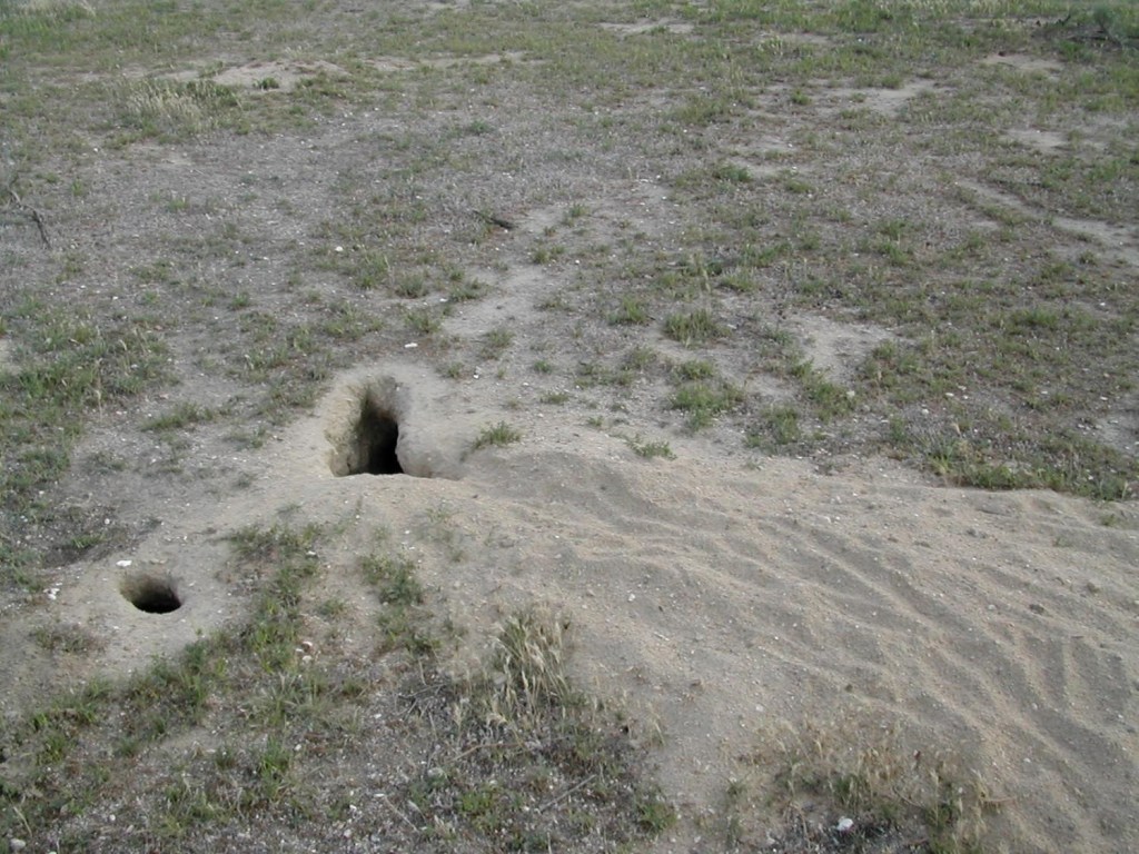 San Joaquin kit fox den with a dirt berm extending from the entrance in a sandy habitat with short grasses and forbs.