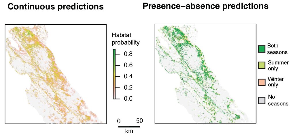 Predicted tule elk habitat maps across the study area in central coastal California. Prediction maps are the result of averaging the summer (dry season) and winter (wet season) habitat predictions, with the continuous probability of habitat selection results presented on the left, and the binary presence-absence habitat results presented on the right. Green areas indicate spatial congruency across both seasons, intermediate colors indicate habitat that is predicted suitable in one season but not the other, and gray areas indicate habitat that is predicted unsuitable at any time. All urban and standing water areas were not predicted and show up as N/A (white) as opposed to 0 habitat (gray).