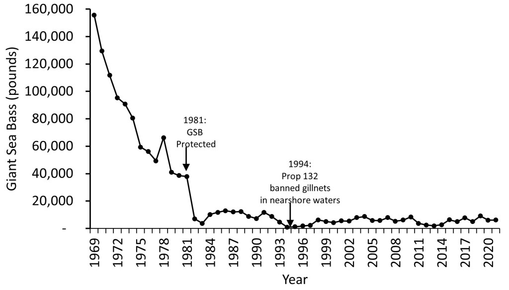 Trendline for commercial GSB landings from 1969 to 2021, with an overall decreasing trend. Arrows point to 1981 when GSB were protected and 1994 when gill netting was banned in nearshore waters.
