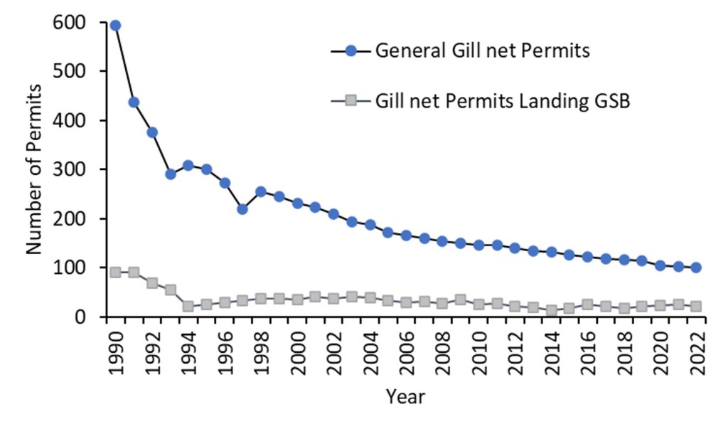 Two decreasing trendlines with number of permits from 1990 to 2022. Top line indicates number of general gill net permits, and bottom line indicates number of permit holders that landed GSB.