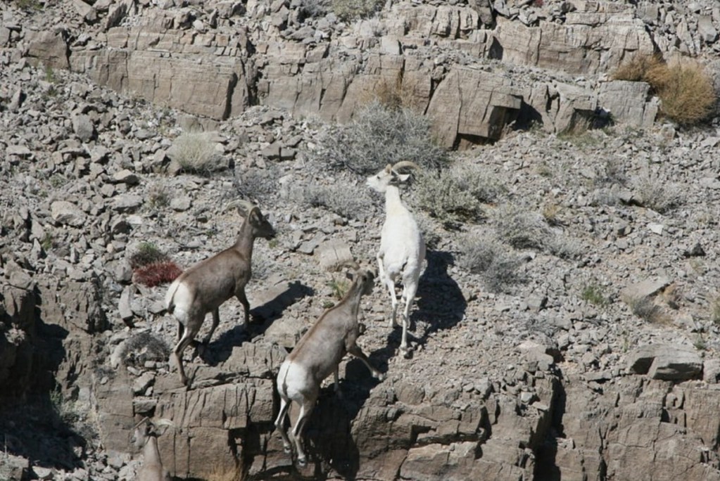 Three female desert bighorn sheep (Ovis canadensis nelsoni), one leucistic adult, and two of normal coloration, one adult and one yearling.