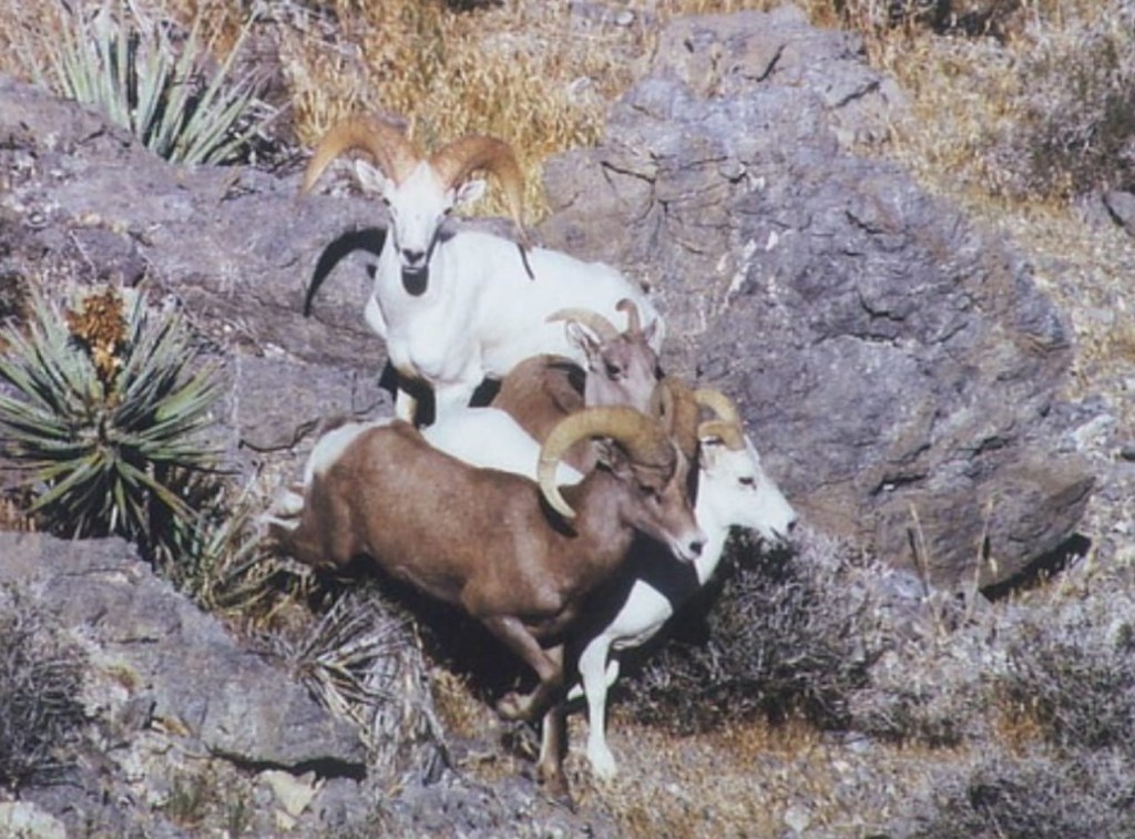 A leucistic female and a leucistic male desert bighorn sheep (Ovis canadensis nelsoni), and a female and male of normal coloration.