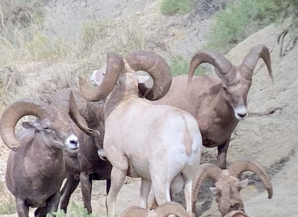 A mature Rocky Mountain bighorn sheep (Ovis canadensis canadensis) demonstrating the 'washed-out' appearance of isabelline coloration, and five other males of normal coloration.