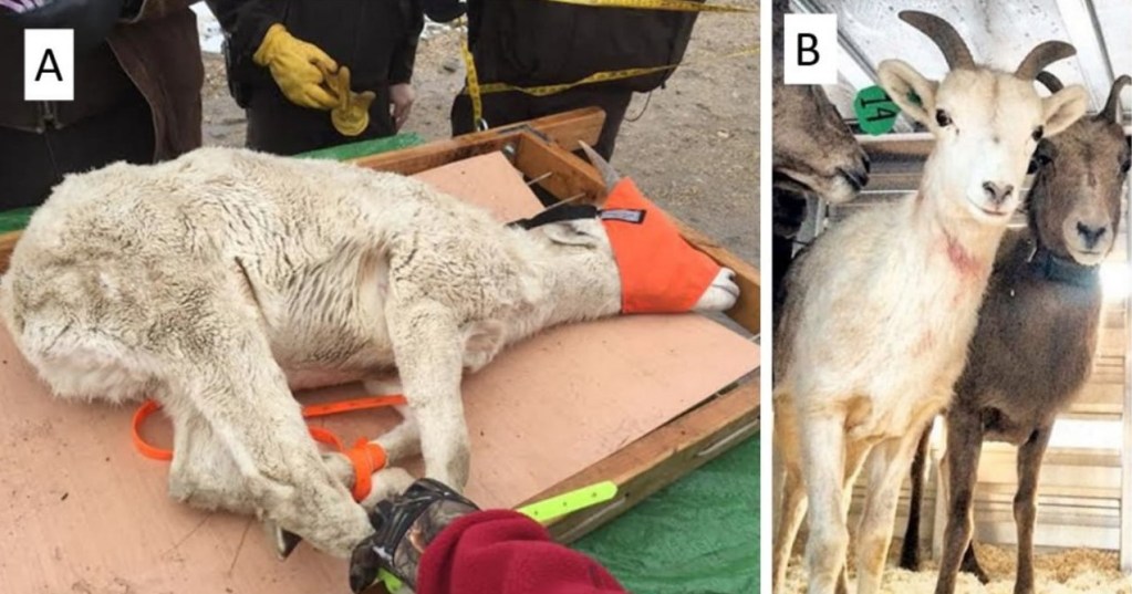 Two pictures of a male lamb (Ovis canadensis ssp.) shown prior to and after processing. The male lamb clearly exhibits the overall "washed-out" sandy or cream coloration characteristic of isabellinism.