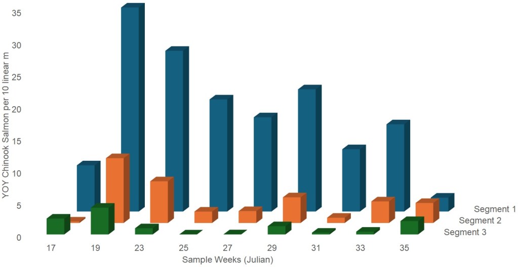 This bar graph depicts the 3 segments of the Sacramento River described in Figure 1. Segment 1 is blue. Segment 2 is orange. Segment 3 is green. The X axis are sample weeks using the Julian calendar and ranging from week 17 to week 35. The Y axis are total observed young-of-the-year Chinook Salmon per 10 linear meters and ranging from 0 to 35. Segment 1's fish observations ranged from about 5 in Julian week 35 to about 35 in Julian week 19. Segment 2's fish observations ranged from about 0 in Julian week 17 to over 10 in Julian week 19. Segment 3's fish observations ranged from about 0 in Julian weeks 25 and 27 to about 5 in Julian week 19.