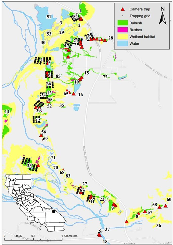 Map of the study area with an inset map of California indicating the location of Tecopa in the southeast. Directional North points up. Tecopa Hot Springs Road winds down the middle of the map from North to South with Furnace Creek Road splitting off to the East. Water is shown in blue with the waterway generally traversing across the map from the Northwest to the Southeast and bodies of water scattered throughout. The majority of the water is West of Tecopa Hot Springs Road. Wetland habitat is is shown in yellow. Bulrush is shown in green. Rushes are shown in pink. Camera traps are indicated with red triangles. Trapping grids indicated with black dots. Distance is noted in Kilometers ranging from 0 to 1 with markers at each 1/8 Km. 