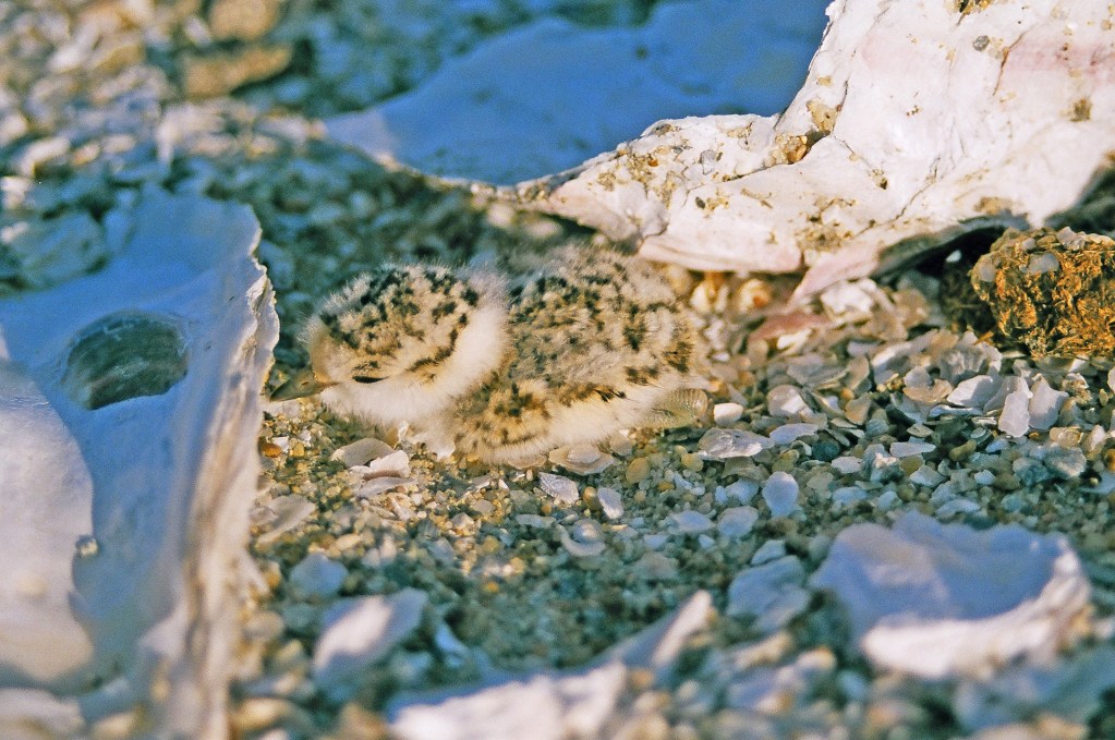 Western snowy plover chick sitting on a shoreline substrate. Its eyes are closed and the legs are tucked in underneath.