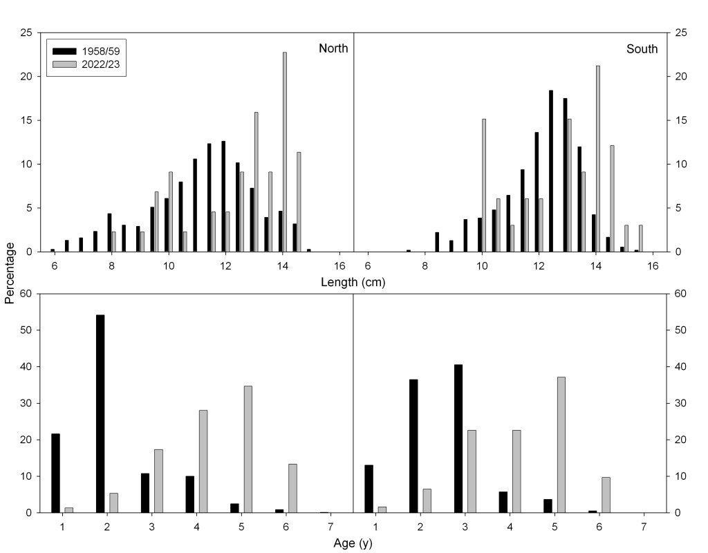 Comparison of length and age frequency distribution of razor clams from the north and south sides of Clam Beach, CA, respectively, collected in 1958–1959 and 2022–2023. Clams in 1958–1959 were collected live, while only shells were used in 2022–2023.