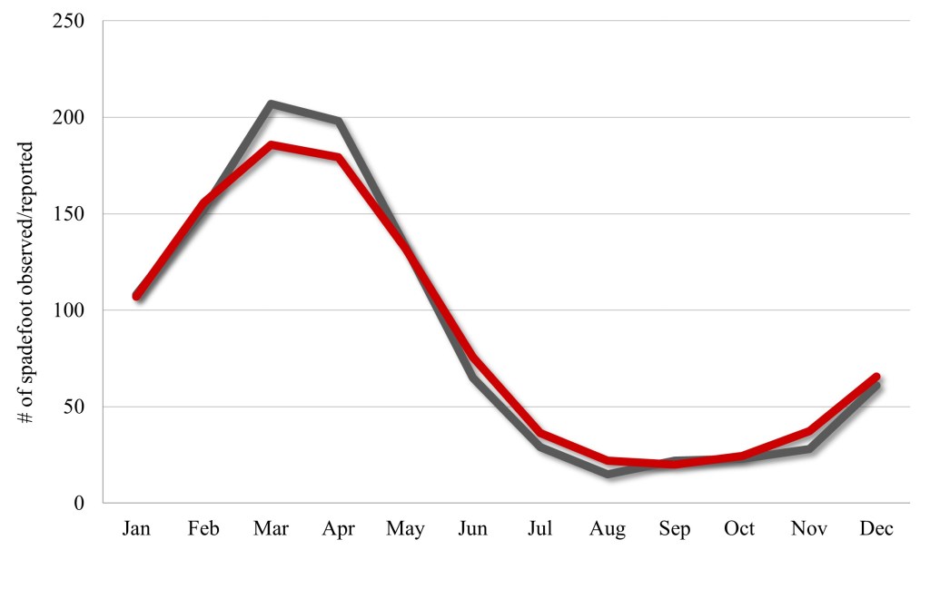 The frequency of reported observations of western spadefoot (gray line) over the course of the 12-month year, collected from observations between 1908 and 2024 in California and Baja California. Red line is a 3-point moving average, which was used as a smoothing function.