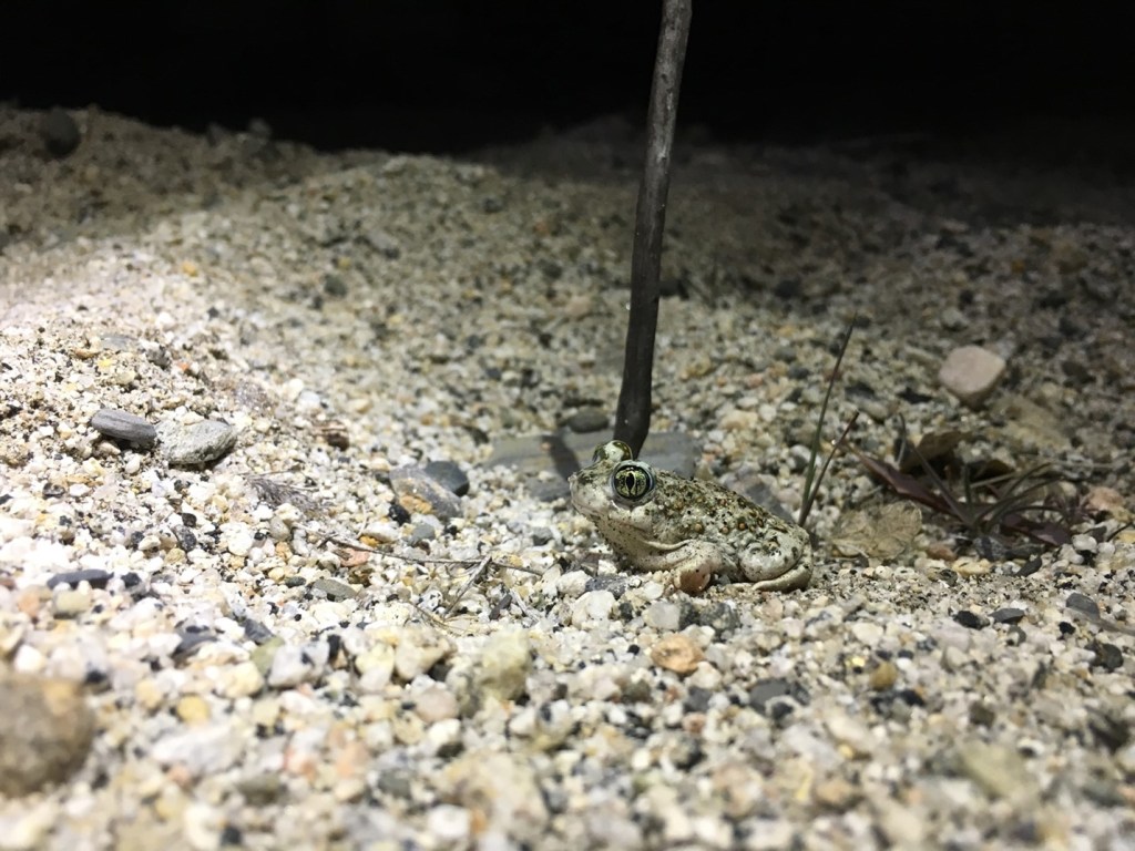 A western spadefoot, small toad-like amphibian with spots that allow it to blend in with the sand around it, at 1741 hrs, immediately following emergence from within a small wash in Los Angeles County, CA, USA, June 2022.