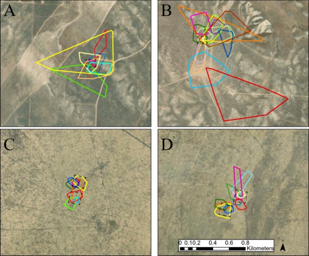 The 95% MCP home ranges of collared San Joaquin antelope squirrels at the three treatment sites (A: GKR-A, B: GKR-P, C: Control 1, and D: Control 2) from both sessions (2020–2021). Each color represents a unique individual per site (dotted squares). The scale is the same for all four maps shown.
