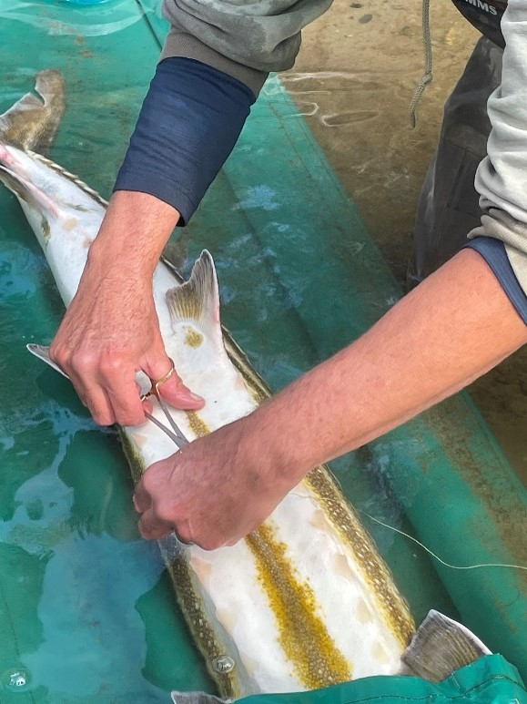 A scientist closes the sutures on the belly of a sturgeon.