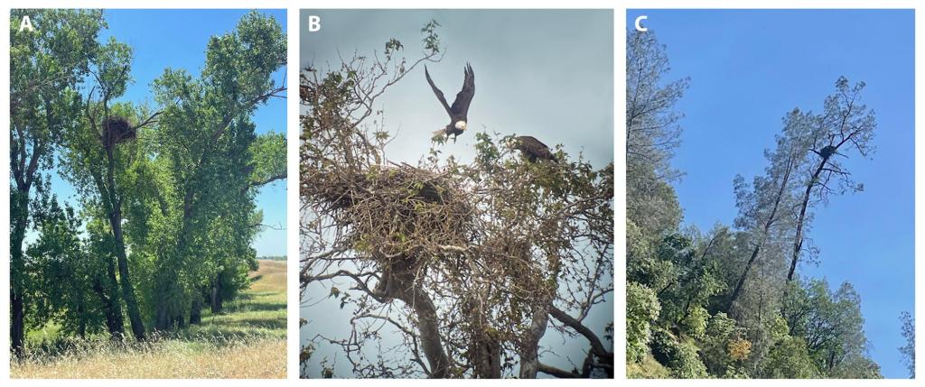Three photos in a row. The photo on the left shows a stand of cottonwoods on a sunny day. There is a large nest at the top of the tree that is centered in the middle. The middle photo shows a nest at the top of a tree on an overcast day. There are two eagles, one sitting in the tree and the other in flight. The photo on the right shows two tall pines that stick out from the understory. An eagle nest is located in the upper branches of the pine on the right.