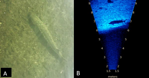 A) Top-down view of a sturgeon over river substrate. B) SONAR image of sturgeon.