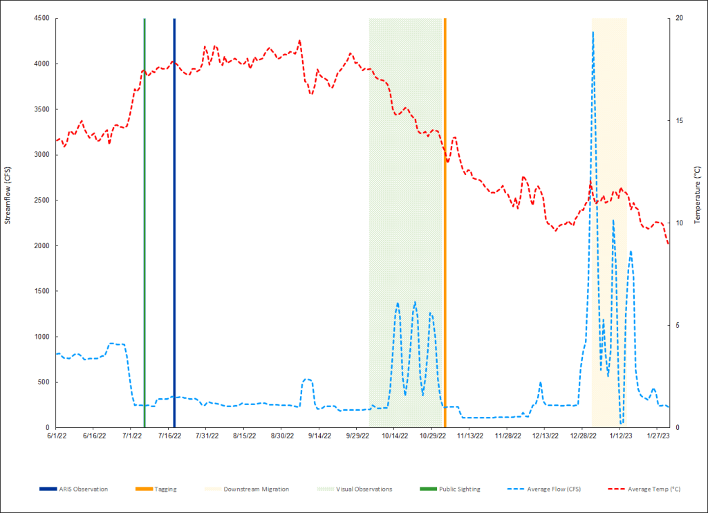 Line graph displaying streamflow and temperature over 8 months. Average temperature was greatest in the summer months. Pulses in average flow in October and December coincided with visual observations and downstream migration, respectively.
