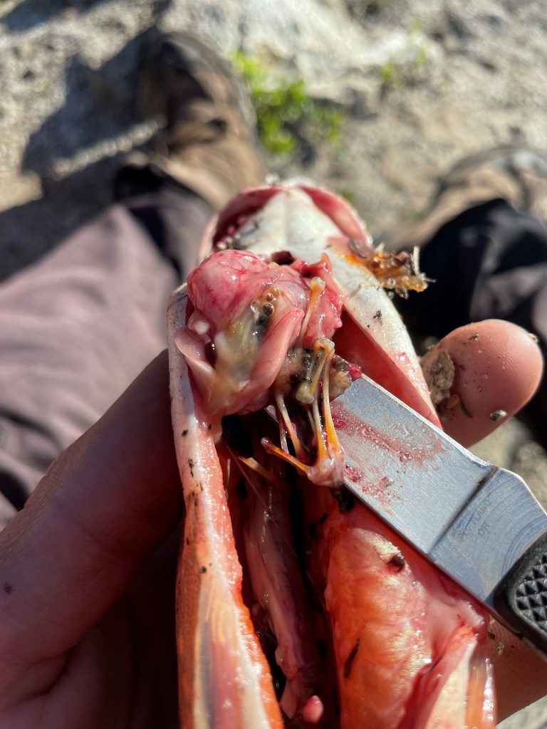 Juvenile Cascades frog found in stomach of Brook Trout.