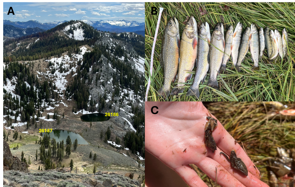Series of three images. One, labeled as A, shows site of collection with labels. Second, labeled as B, shows example of fish catch. Final, labeled as C, shows Cascades frogs found in stomach of fish.