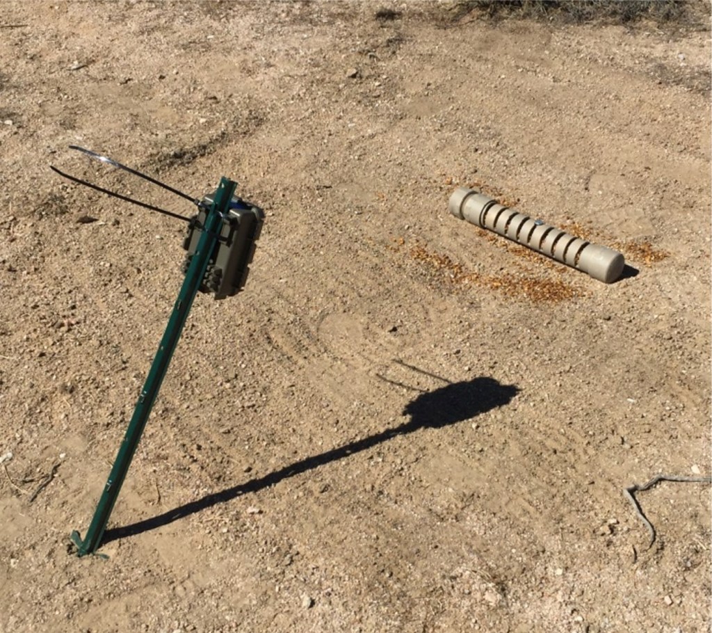 Image of camera station. Flat dirt area clear of vegetation. In left-side of image is a camera mounted to the top of a 1-meter metal post with Zip-ties. Camera is facing a PVC pipe on right side of image. Pipe is flat on the ground, has end caps closing both ends and long slits crossing the pipe. Grain is scattered around the pipe.
