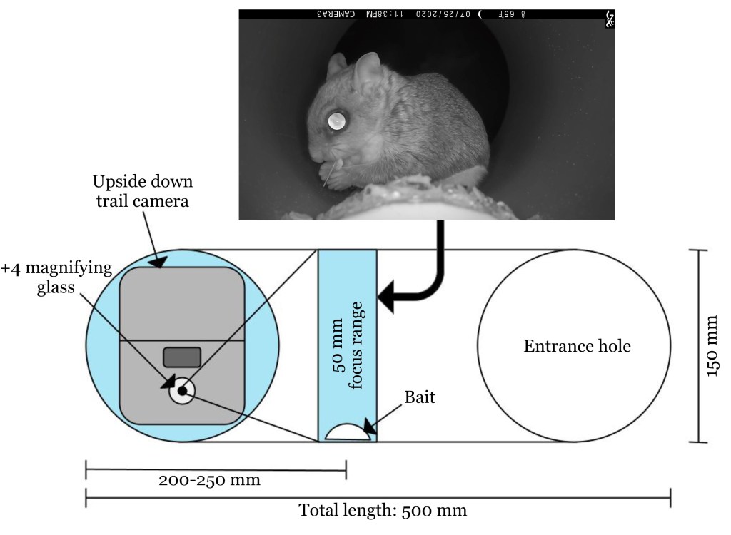Diagram of camera trap set up with image of Humboldt's flying squirrel.