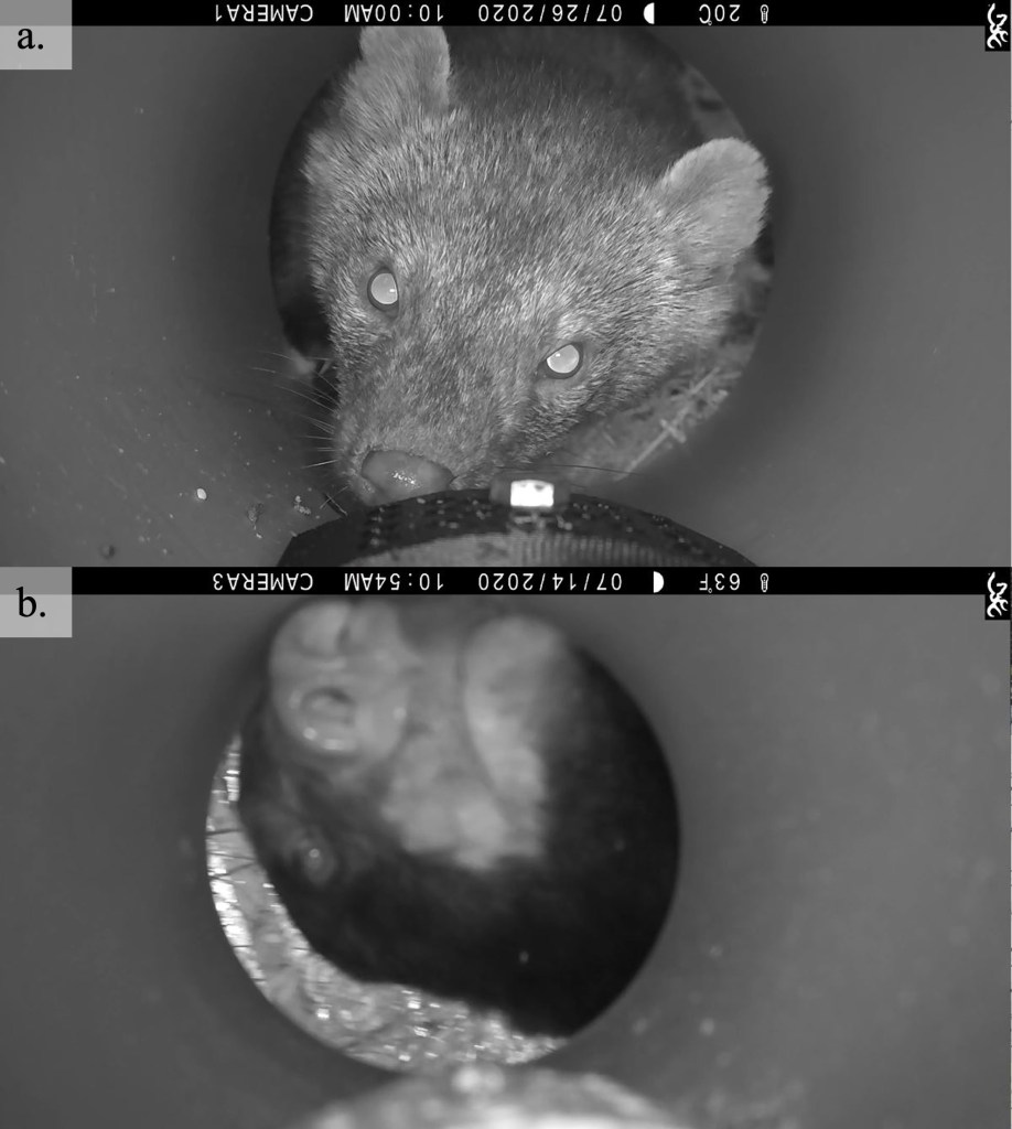 Two images showing camera trap images from a fisher and a black bear.