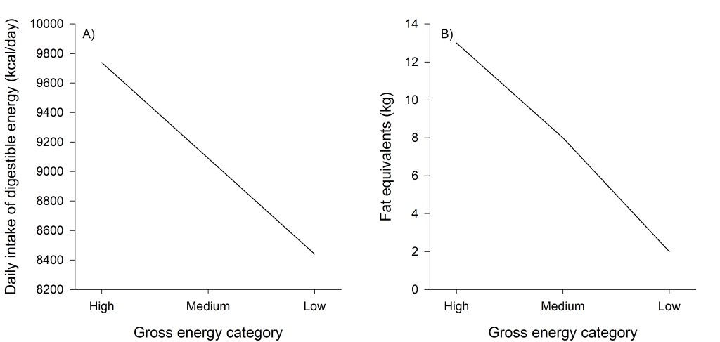 Model outputs from sensitivity analyses of how variable gross energy (high = 5.40 kcal/g, medium = 5.04 kcal/g, low = 4.68 kcal/g) at moderate dry matter digestibility (56.5%) affect nutritional outcomes including daily intake of digestible energy (A) and seasonal energy balances in terms of fat equivalents (calories converted to caloric value of fat assuming 65% efficiency; (Agricultural Research Council 1980; Boertje 1985) (B). Energy requirements lines reflect digestible energy requirements for lactation without tissue synthesis in kcal/day (A) or converted to fat equivalents (i.e., zero change in body mass for lactation without tissue synthesis) (B).