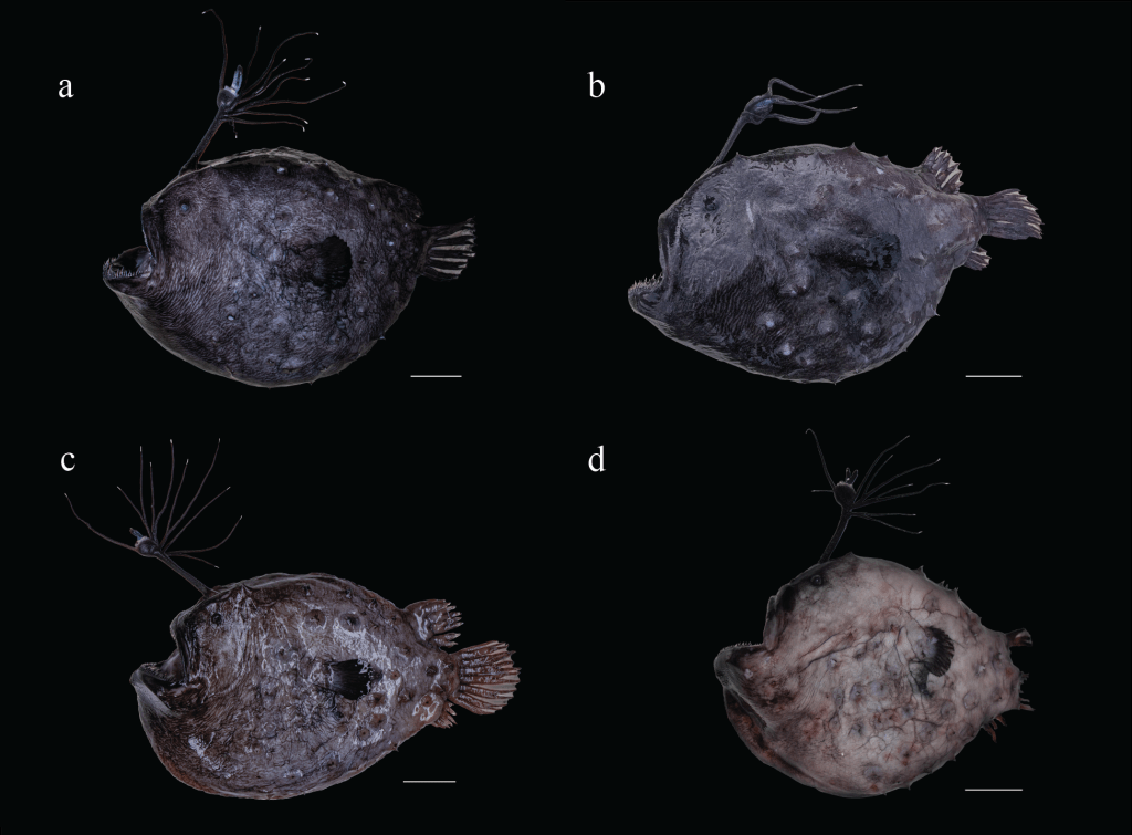 This figure includes four images of Pacific Footballfish.  Images a & b are above and images c & d are below.  All images are of the left side of the fish.