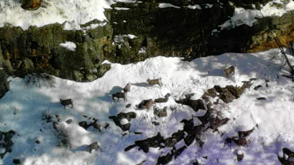 Image of group of Rocky Mountain bighorn sheep obtained with a RGB (Red-Green-Blue) sensor mounted on a drone.