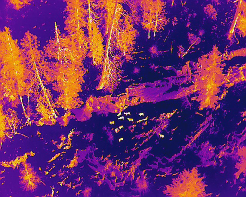 Image of a group of Rocky Mountain Big Horn Sheep obtained with a TIR (Thermal Infrared) sensor on a drone.