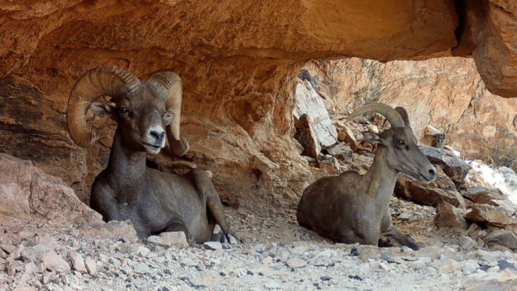 Two bighorn sheep laying down in a cave or under a rock overhang to stay cool in the heat.