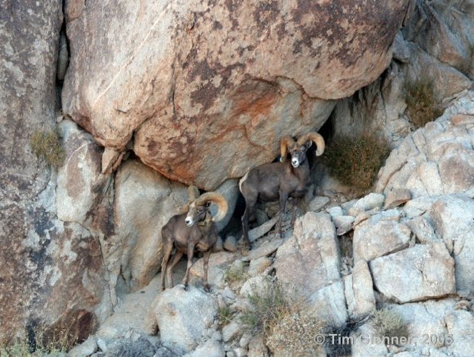 Two bighorn sheep standing on a rocky outcropping in front of a possible cave.