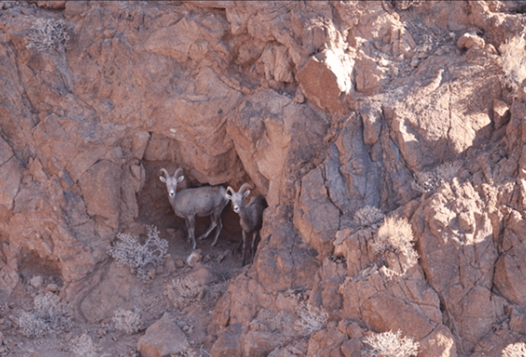 Two bighorn sheep in a small rock outcropping seeking shade and cover.
