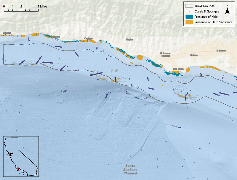 Map of the southern coast of Santa Barbara County from Gaviota in the west to just west of Santa Barbara. Area C trawl grounds are outlined in black throughout this stretch of coastline. Corals and sponges are represented with gray dots and are scattered throughout but concentrated within state waters. Kelp presence is represented with blue-green color and hard substrate is represented with ochre color. Both of these are concentrated along the coast with some hard substrate found in open state waters.