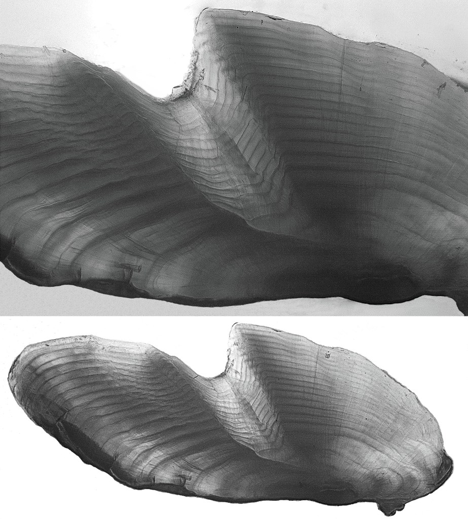 Figure 1. Cross section of a sagittal otolith from an 18-year-old Spotted Bass caught in Whiskeytown Reservoir, Shasta County, CA, USA. There are 17 clearly defined annuli and an 18th annulus partially formed on the structure edge.