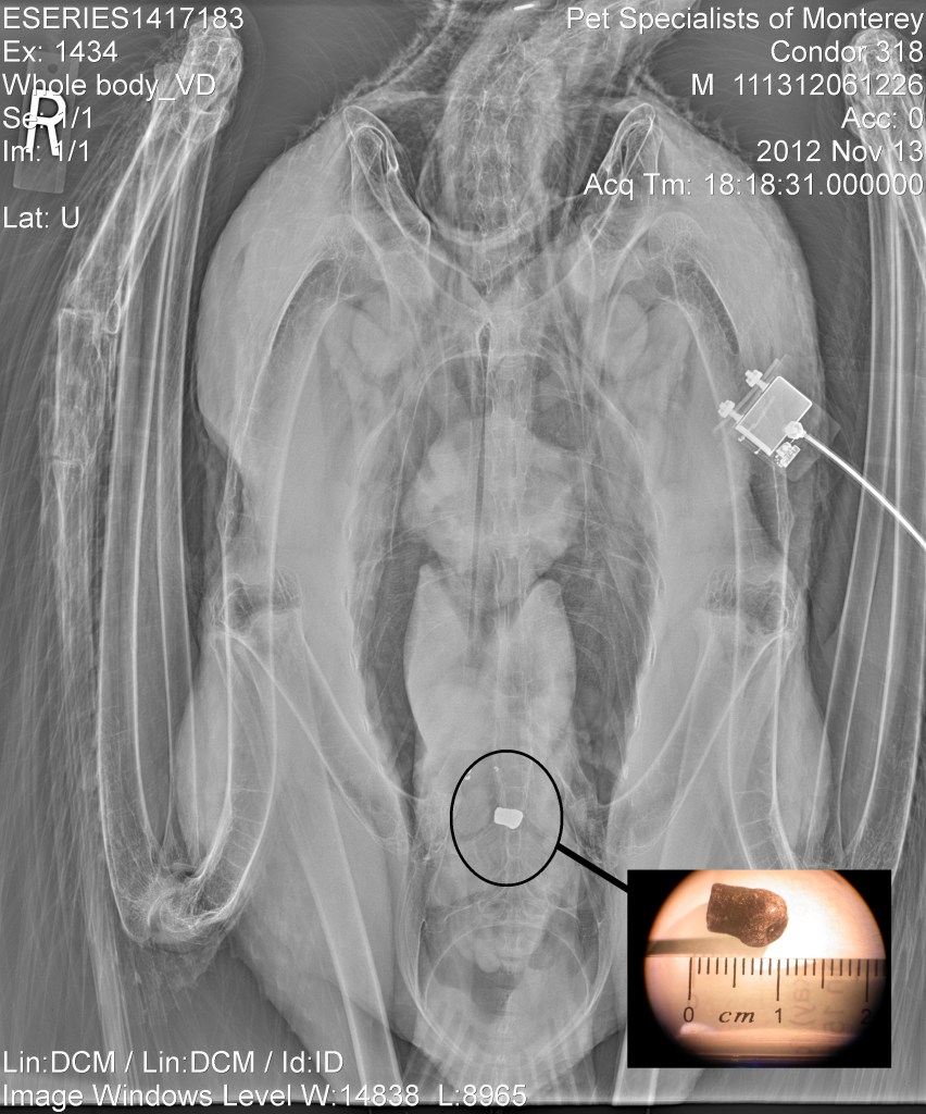 Radiograph and photographic image of a condor with a bullet inside.