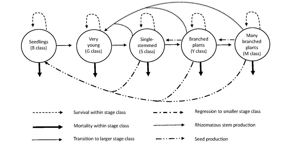 Stage class model for western Joshua tree. Modified from Comanor and Clark (2000).