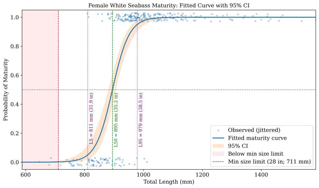 Logistic maturity ogive (blue line) with 95% confidence band (shaded) for female white seabass (Atractoscion nobilis). Blue points show observed maturity status (jittered for visibility). The vertical green dashed line marks L₅₀ = 895 mm TL (95% CI: 883-907 mm). The vertical red dashed line denotes the current minimum size limit (711 mm), and the red shaded region indicates fish below that limit. Purple dotted lines indicate L₅ = 811 mm TL and L₉₅ = 979 mm TL. The horizontal dashed line marks 50% probability of maturity.