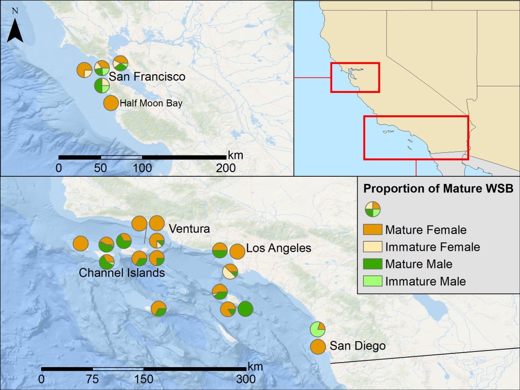 Proportion of mature and immature female and male white seabass (Atractoscion nobilis) by 10 × 10 nautical mile fishing blocks. Pie charts show within-block proportions of mature females (dark orange), immature females (light orange), mature males (dark green), and immature males (light green). Insets show the geographic extent of the study area along the California coast.