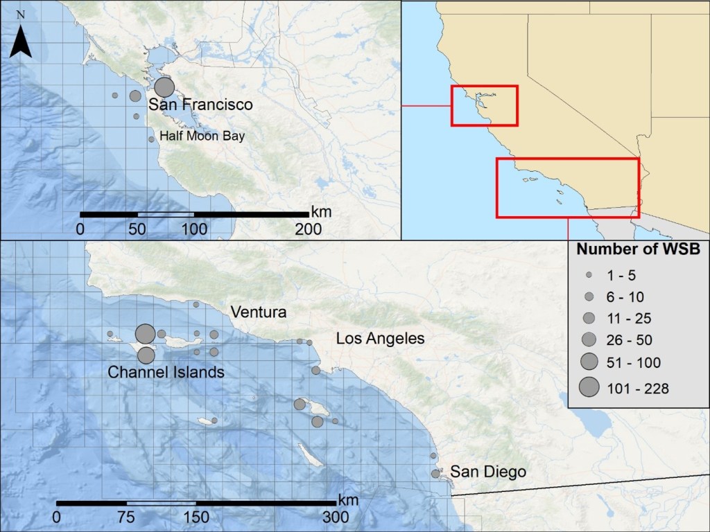 Collection locations and numbers of white seabass (Atractoscion nobilis) sampled between 2015 and 2022. Each grid cell represents a 10 × 10 nautical mile fishing block. Grey dot size indicates the number of fish collected within each block. Insets show the geographic extent of the study area along the California coast.