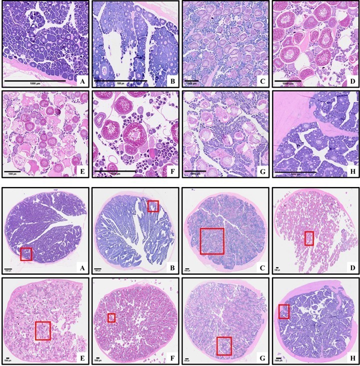 Representative histological sections of female white seabass (Atractoscion nobilis) ovaries illustrating each reproductive phase. The upper panels show full-section views and the lower panels show higher-magnification views of the boxed regions: (A) Immature; (B) Early developing; (C) Late developing; (D) Spawning, imminent; (E) Spawning, active; (F) Spawning, spawned; (G) Regressing; and (H) Regenerating. 
